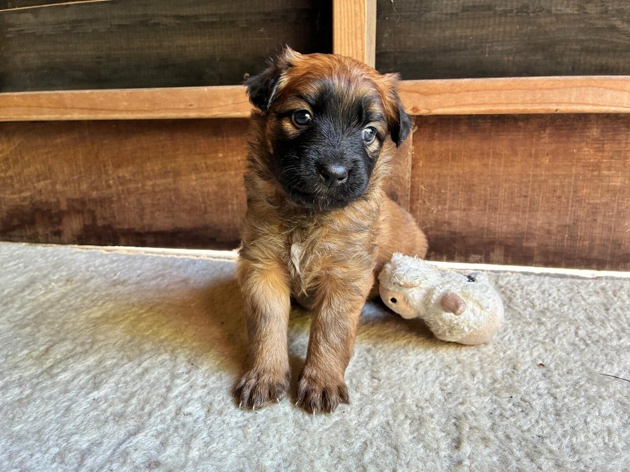 Baskische herder pups, Dieren en Toebehoren, Honden | Herdershonden en Veedrijvers, Parvo, 8 tot 15 weken, Meerdere, Meerdere dieren