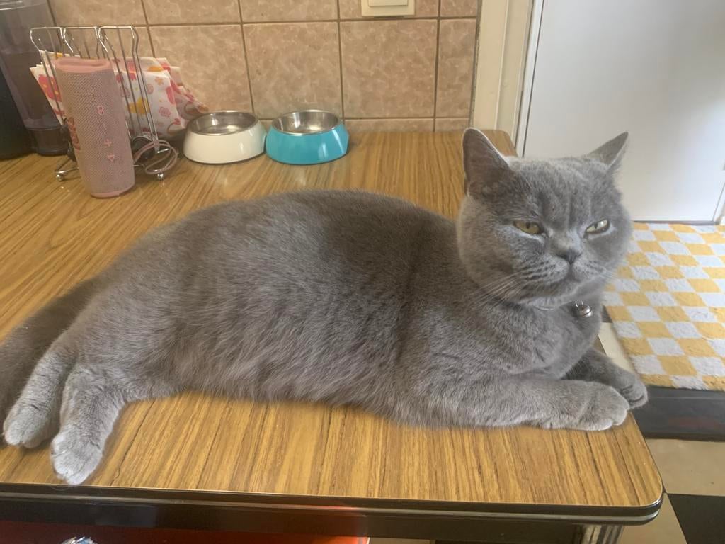 Britse korthaar, Poes, Ingeënt