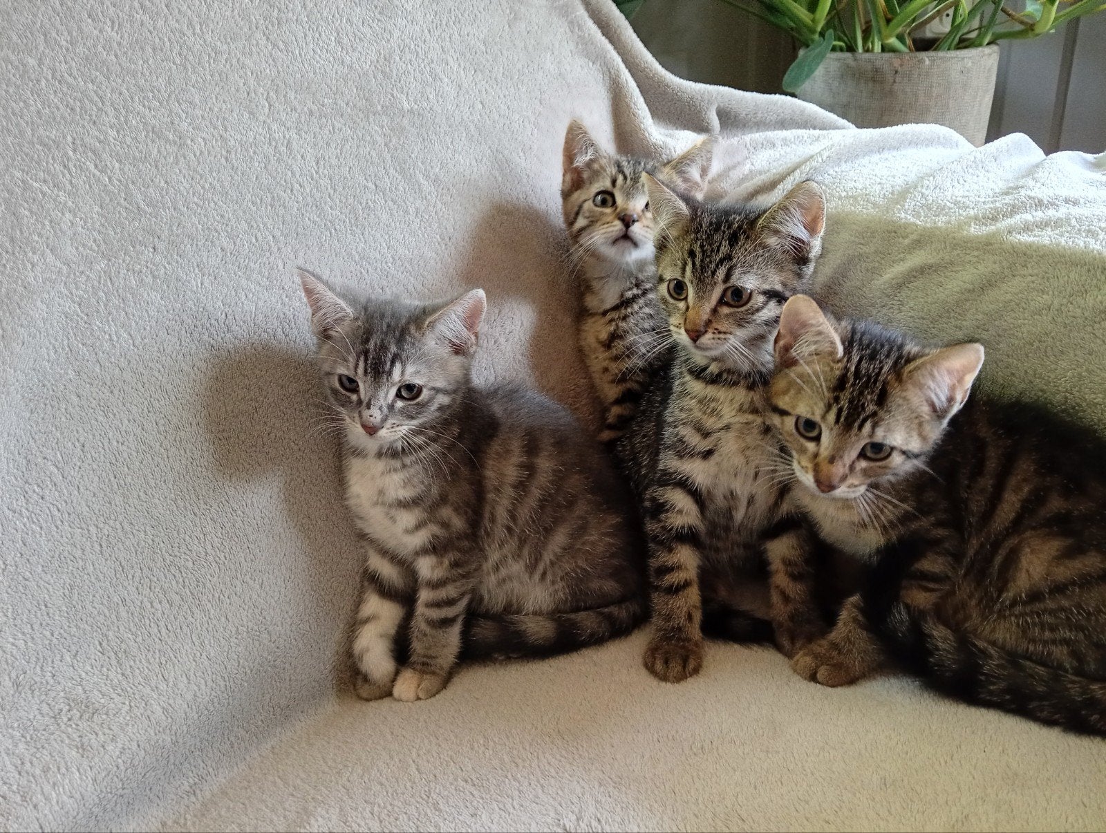 Sociale, aanhankelijke Europese korthaar kittens, Meerdere dieren, Kortharig, 0 tot 2 jaar