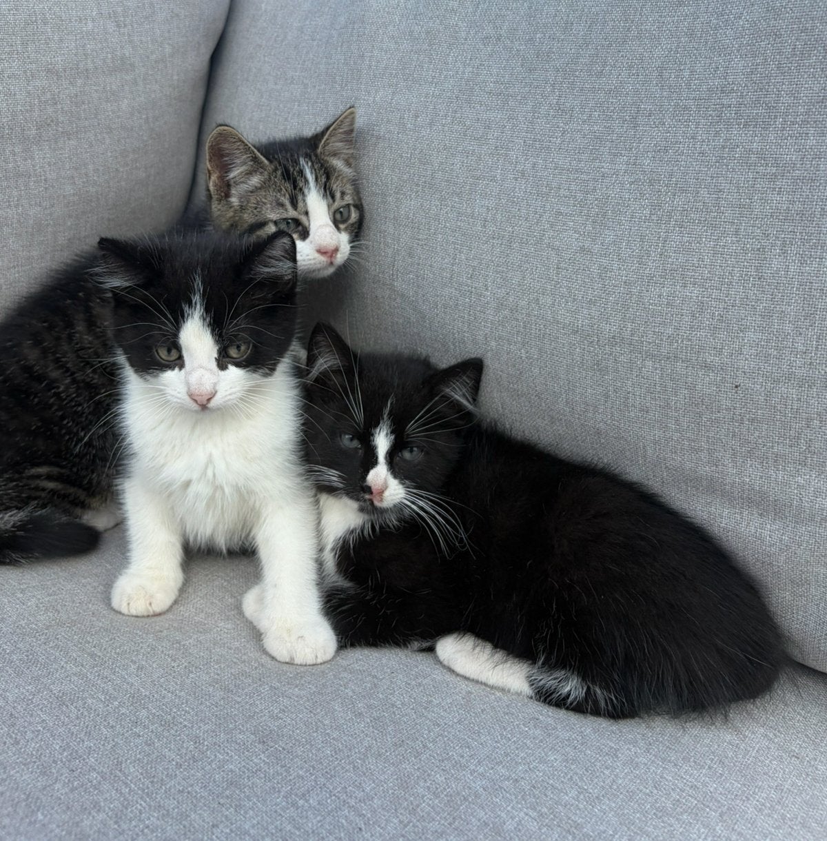 Lieve kittens, Meerdere dieren, Kortharig, 0 tot 2 jaar