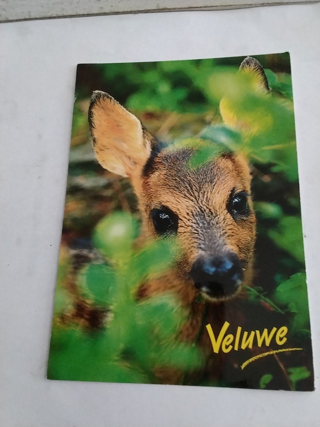 Oude ansichtkaart Veluwe met reekalf - Gelopen, Ophalen of Verzenden, 1980 tot heden, Gelopen
