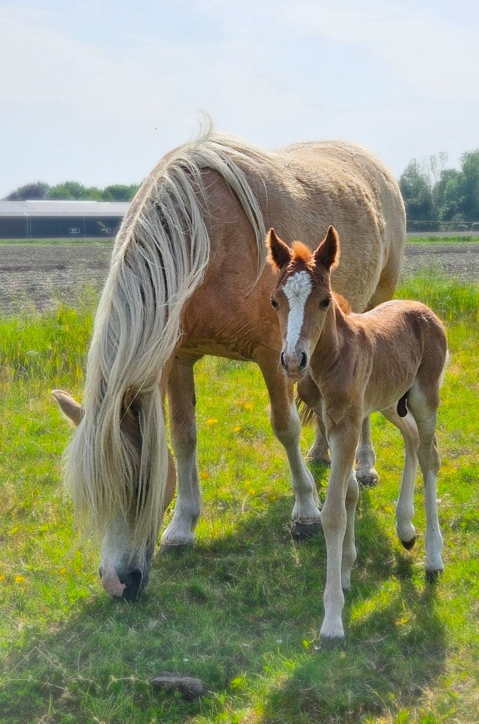 welsh hengstje, Dieren en Toebehoren, Paarden, Minder dan 160 cm, Dressuurpaard, 0 tot 2 jaar, Hengst