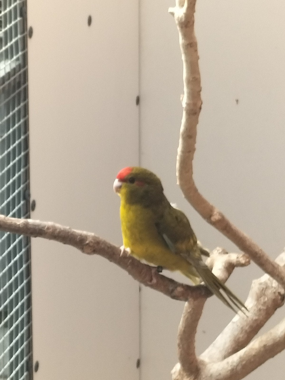 kakariki's, Dieren en Toebehoren, Vogels | Parkieten en Papegaaien, Vrouwelijk, Parkiet, Geringd
