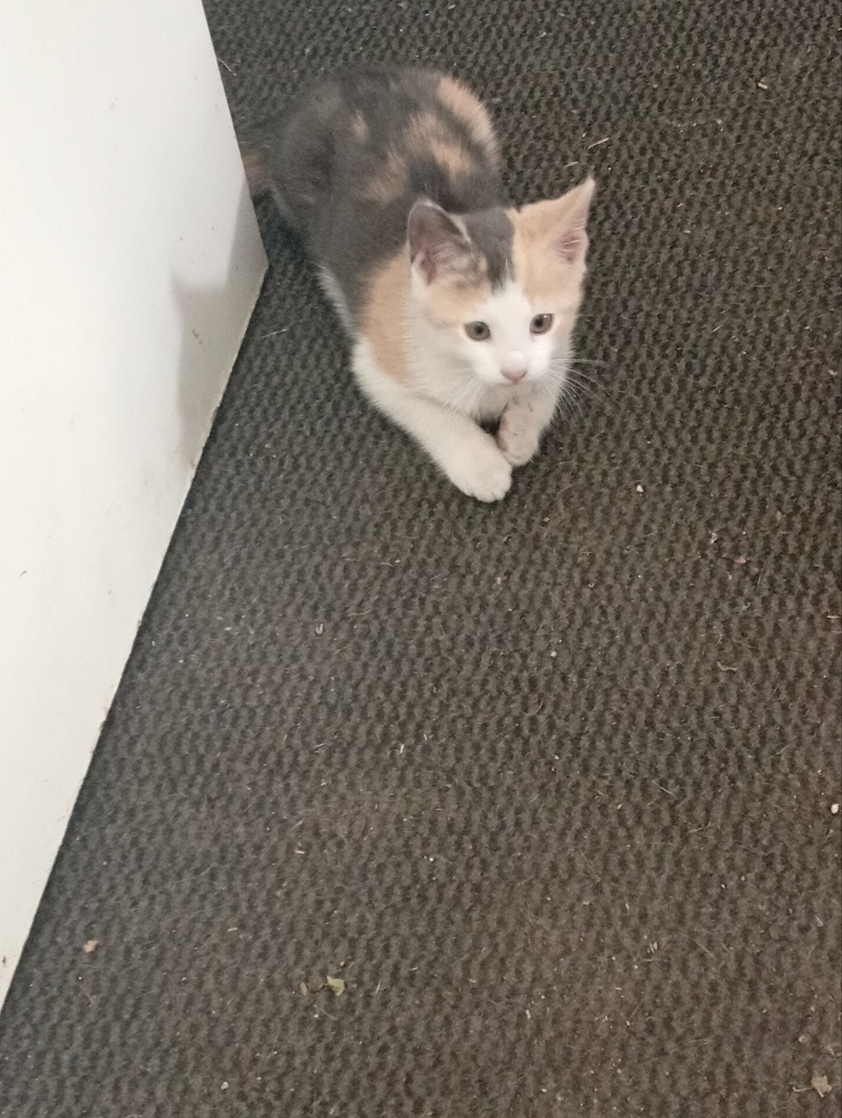 Mooie lapjes kitten, Dieren en Toebehoren, Katten en Kittens | Overige Katten, Poes