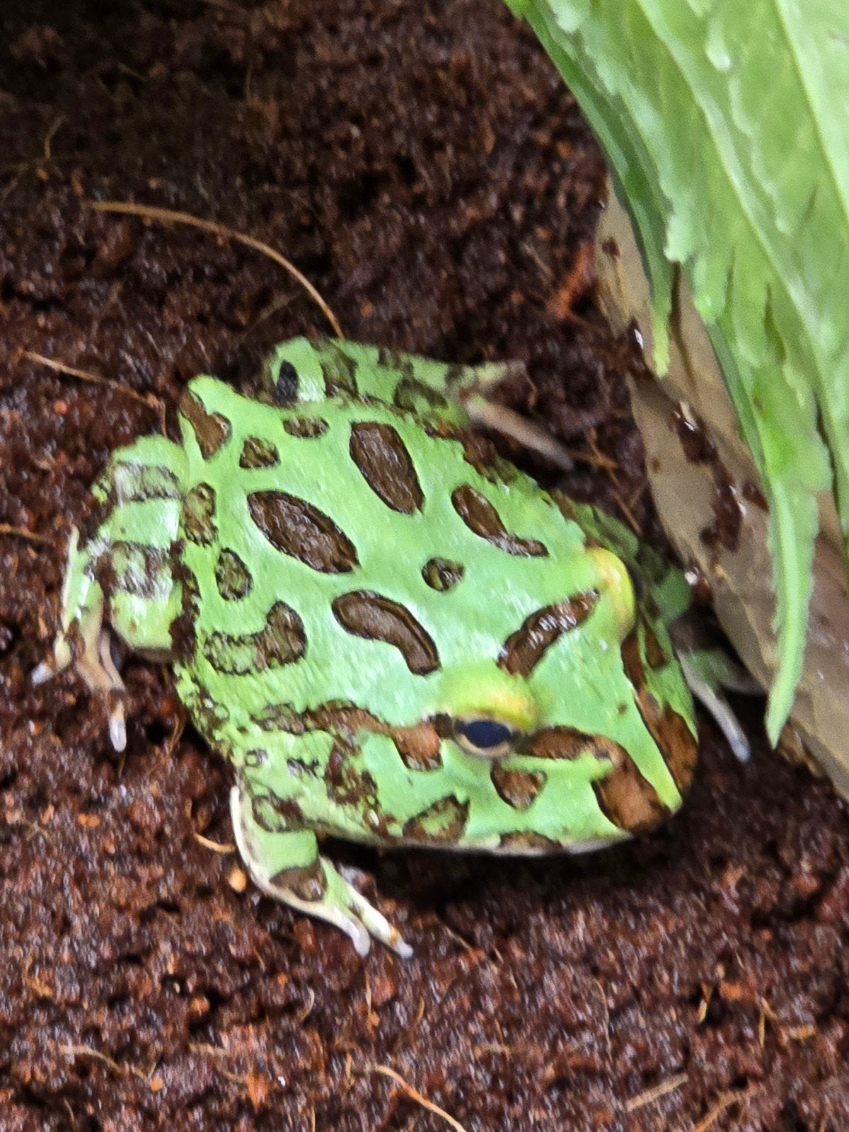 Prachtige hoornkikkers (Ceratophrys cranwelli) vele kleuren Frog photo 3
