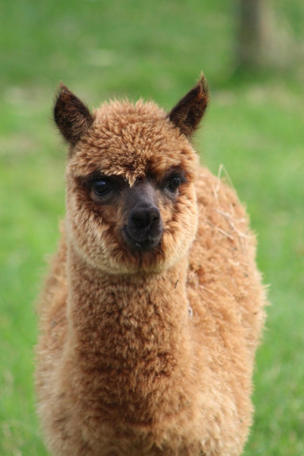 Lieve alpacahengst te koop, April, Mannelijk