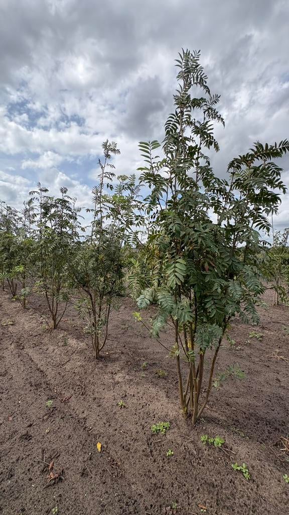 Lijsterbes | Sorbus aucparia bomen en meerstammige, Ophalen of Verzenden, Volle zon, Overige soorten