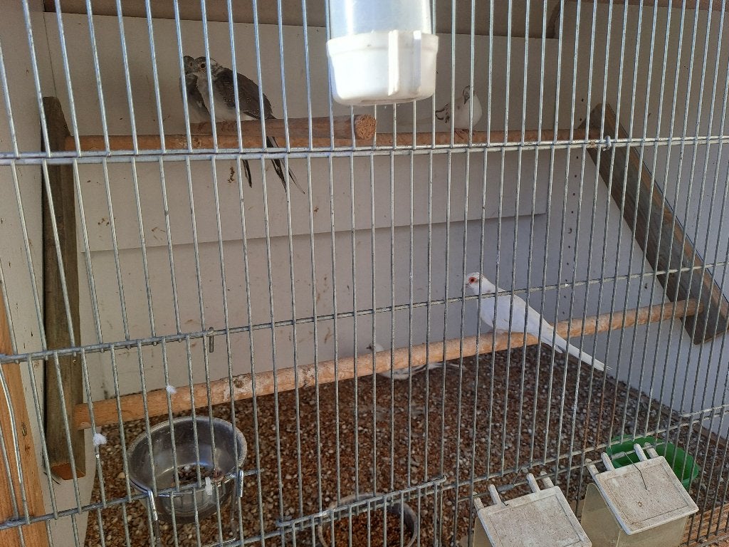 5 witte bont diamantduiven, Dieren en Toebehoren, Meerdere dieren, Tropenvogel, Geringd