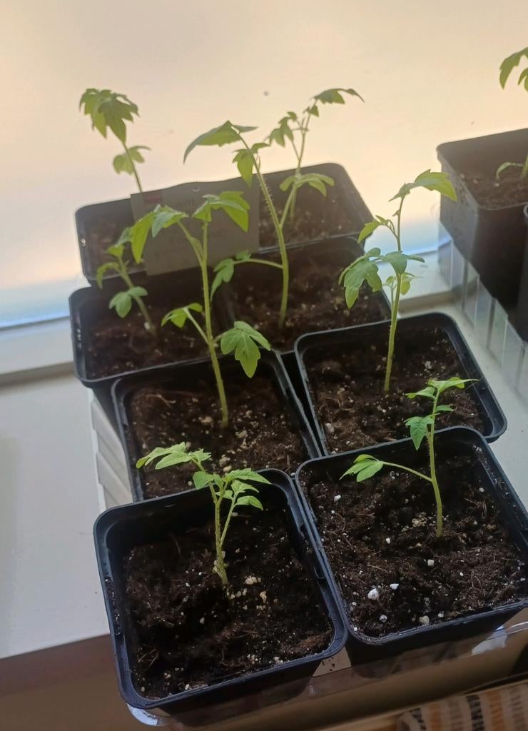 Cherry tomatenplantjes, Tuin en Terras, Planten | Tuinplanten, Ophalen, Volle zon, Groenteplanten, Eenjarig
