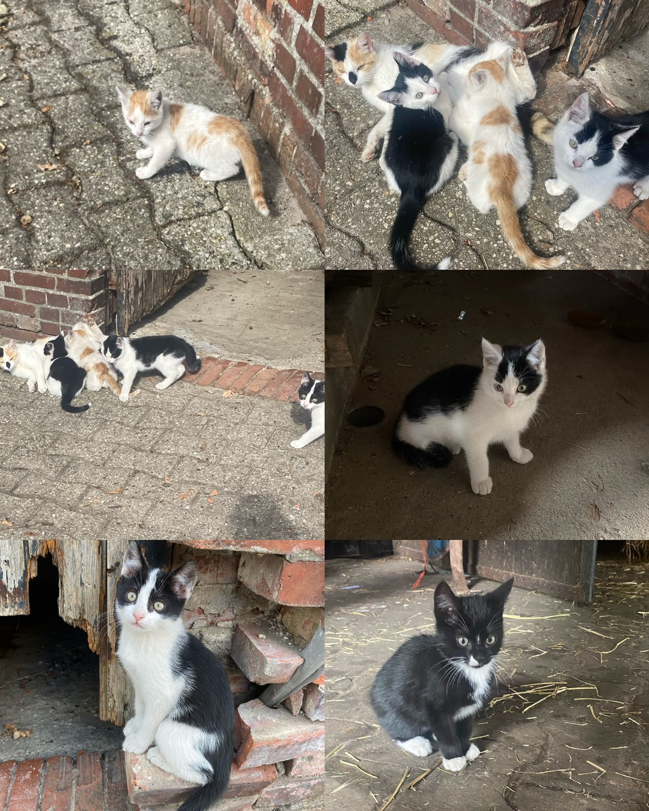 Kittens, Kater