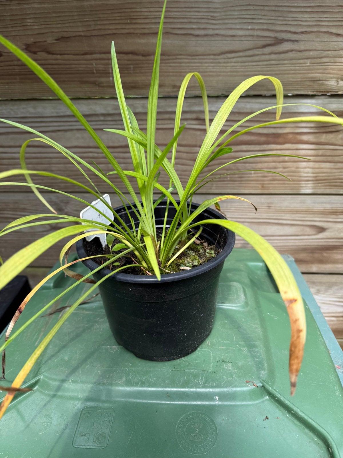 Leliegras liriope big blue, Tuin en Terras, Planten | Tuinplanten, Ophalen, Vaste plant, Overige soorten, Halfschaduw