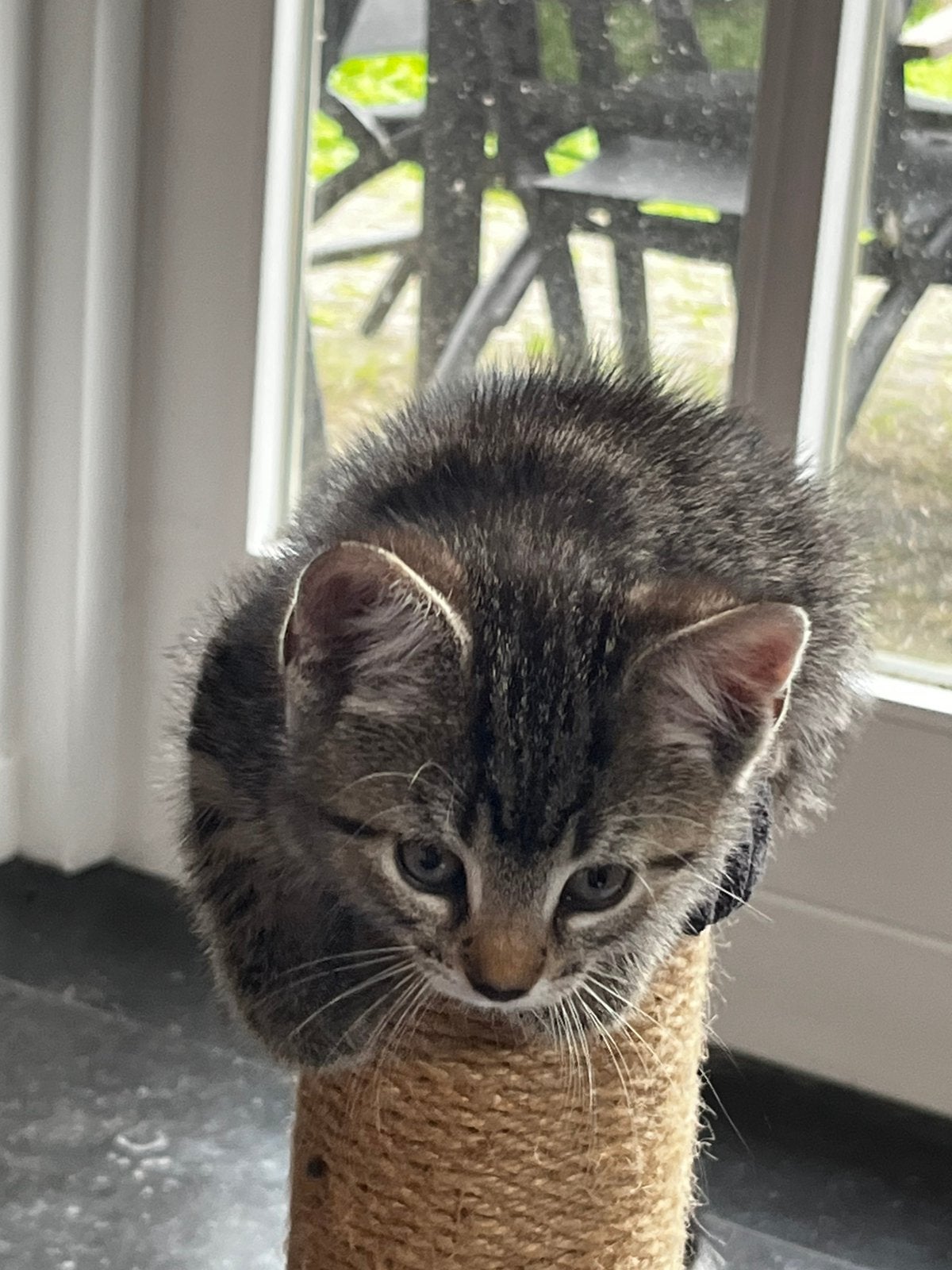 Lieve cyperse kittens, Dieren en Toebehoren, Meerdere dieren, Ontwormd, 0 tot 2 jaar