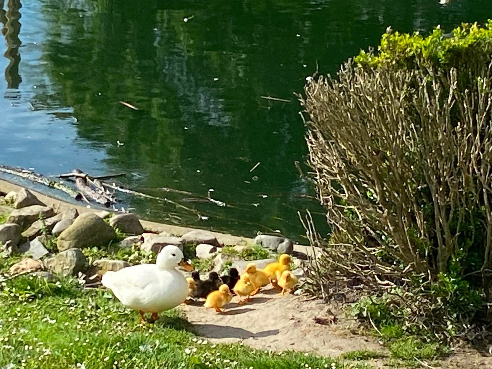 Kuikens kwaker, Dieren en Toebehoren, Pluimvee, Meerdere dieren, Eend