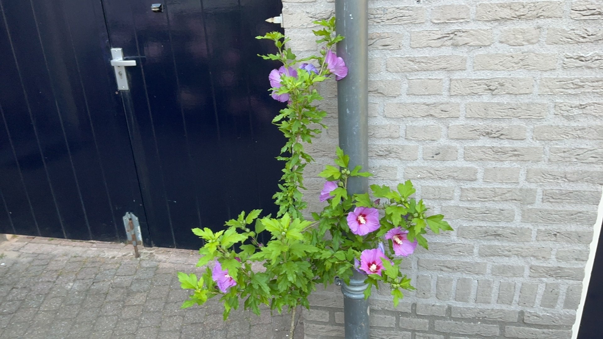 Hibiscus, Tuin en Terras, Planten | Tuinplanten, Volle zon, Vaste plant, Zomer, Ophalen
