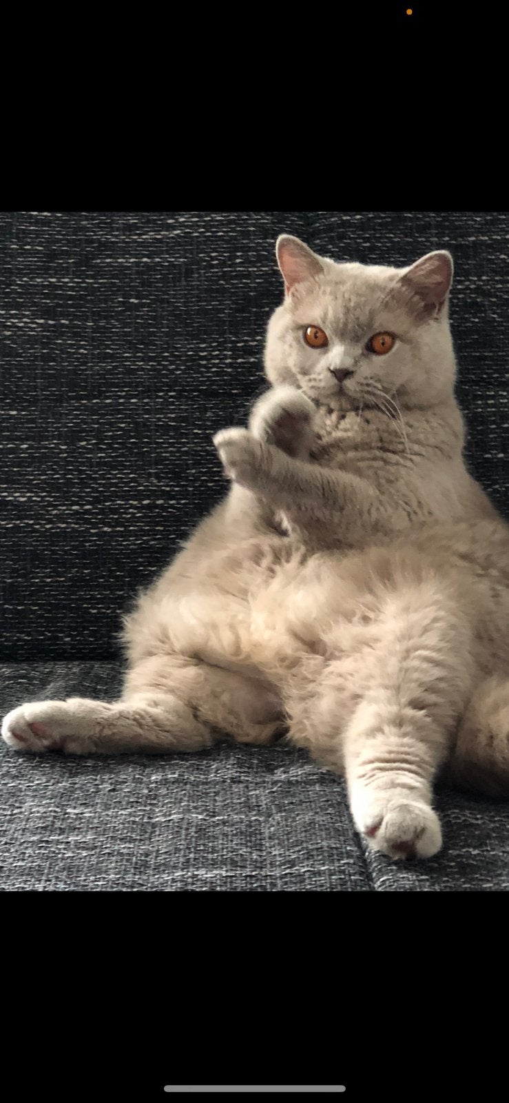 Brits Britse korthaar kater, Dieren en Toebehoren, Katten en Kittens | Raskatten | Korthaar, Kater, Gechipt