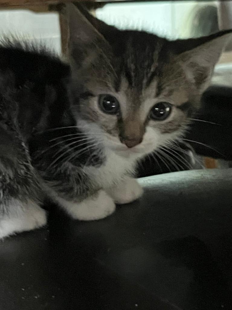 Lieve kittens, Dieren en Toebehoren, Meerdere dieren