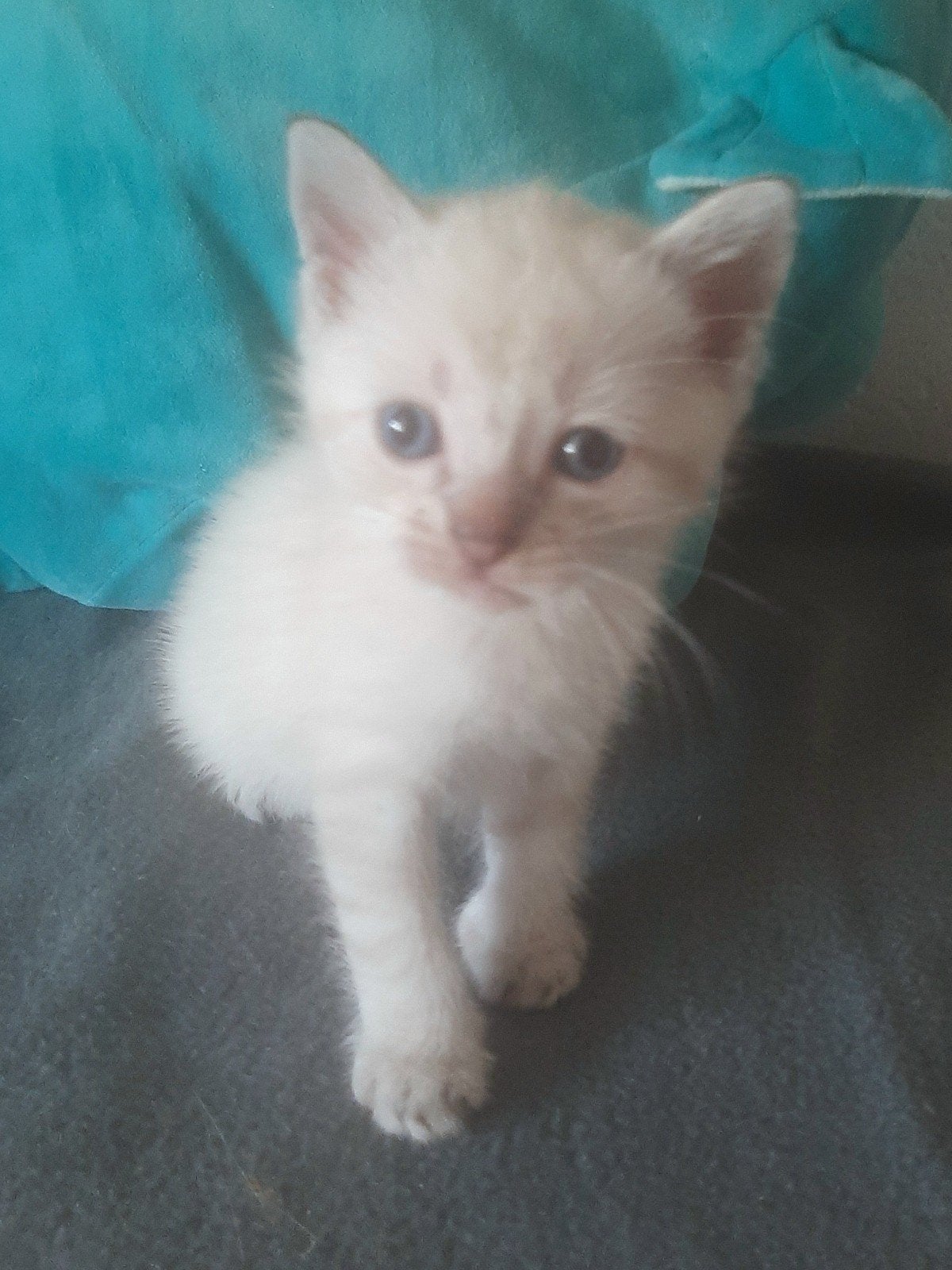 thai siamees tabby point, Dieren en Toebehoren, Katten en Kittens | Raskatten | Korthaar, Meerdere dieren, Ontwormd, 0 tot 2 jaar