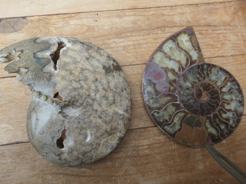 ammonieten - Nautilus gepolijst, Ophalen of Verzenden, Fossiel