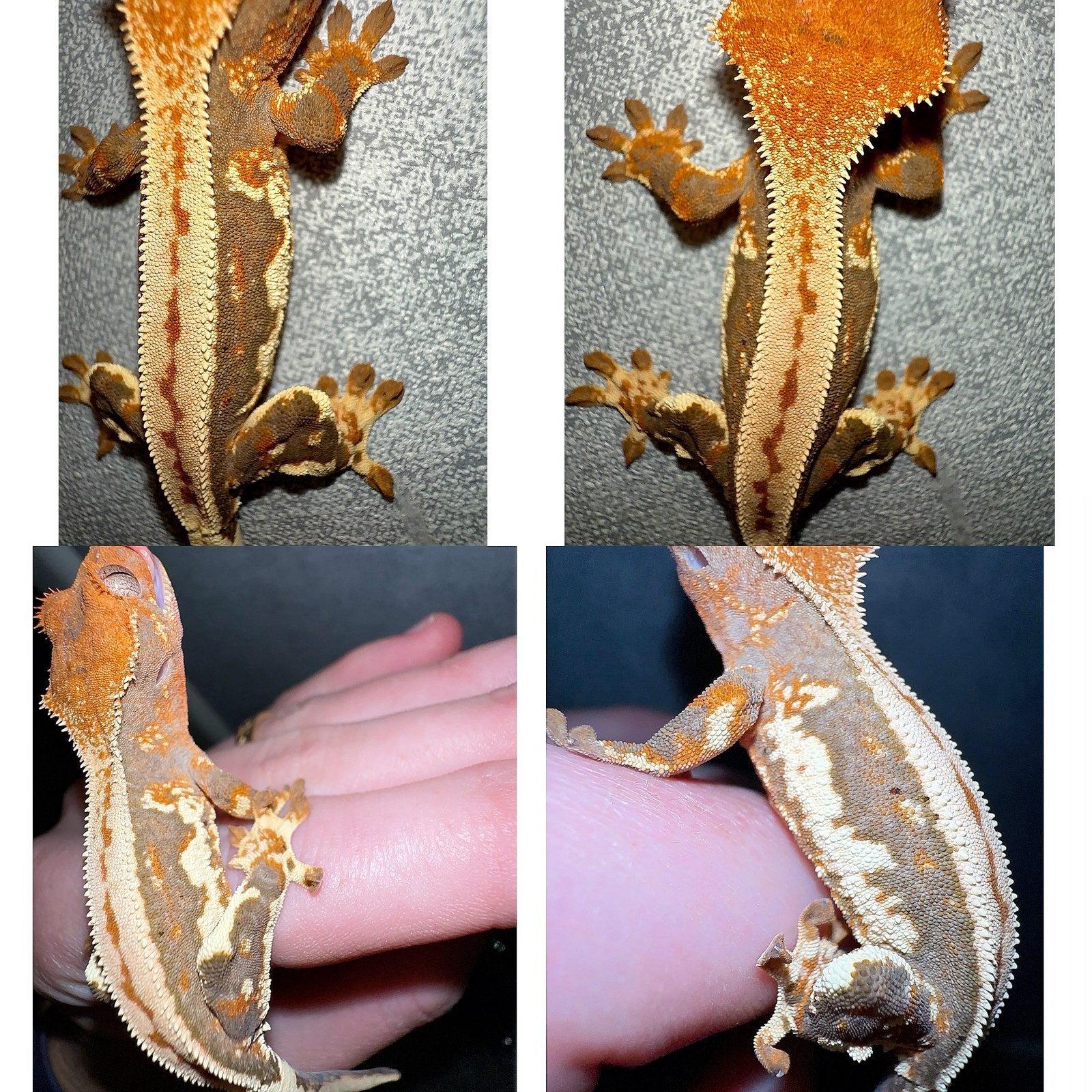 Wimpergekko lilly white