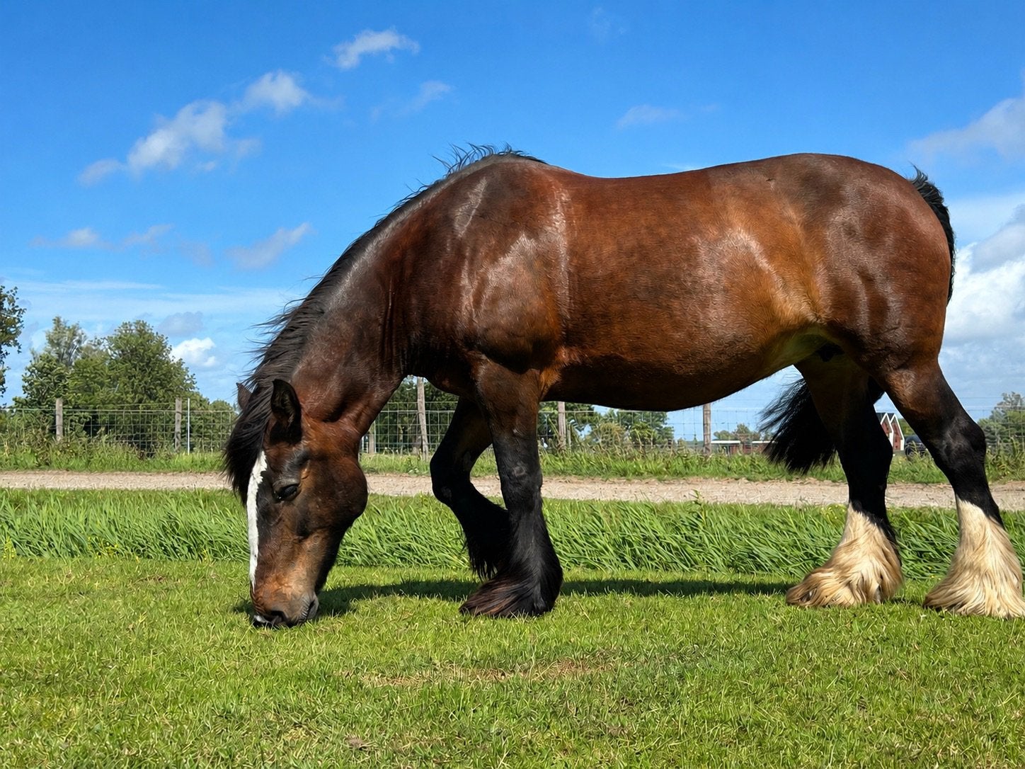 Verzorgster gezocht voor Tinkermerrie