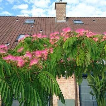 Albizia / Perzische slaapboom, Overige soorten, 100 tot 250 cm, Zomer, Ophalen