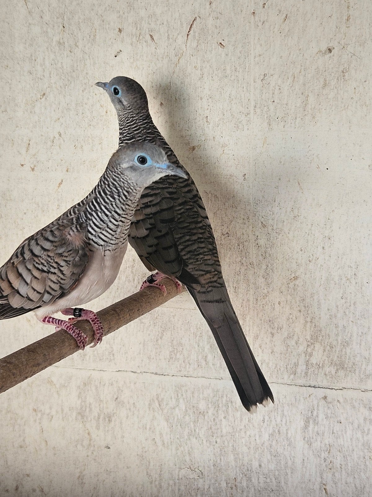 zeebra duivinnen GEZOCHT, Dieren en Toebehoren, Vogels | Duiven, Meerdere dieren