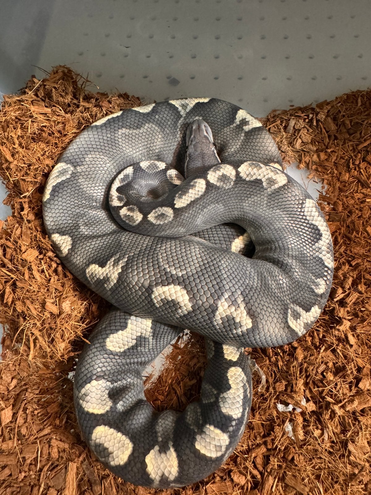 Collectie ball pythons hypo piebald desert ghost Ball Python - unknown for sale from stamkot