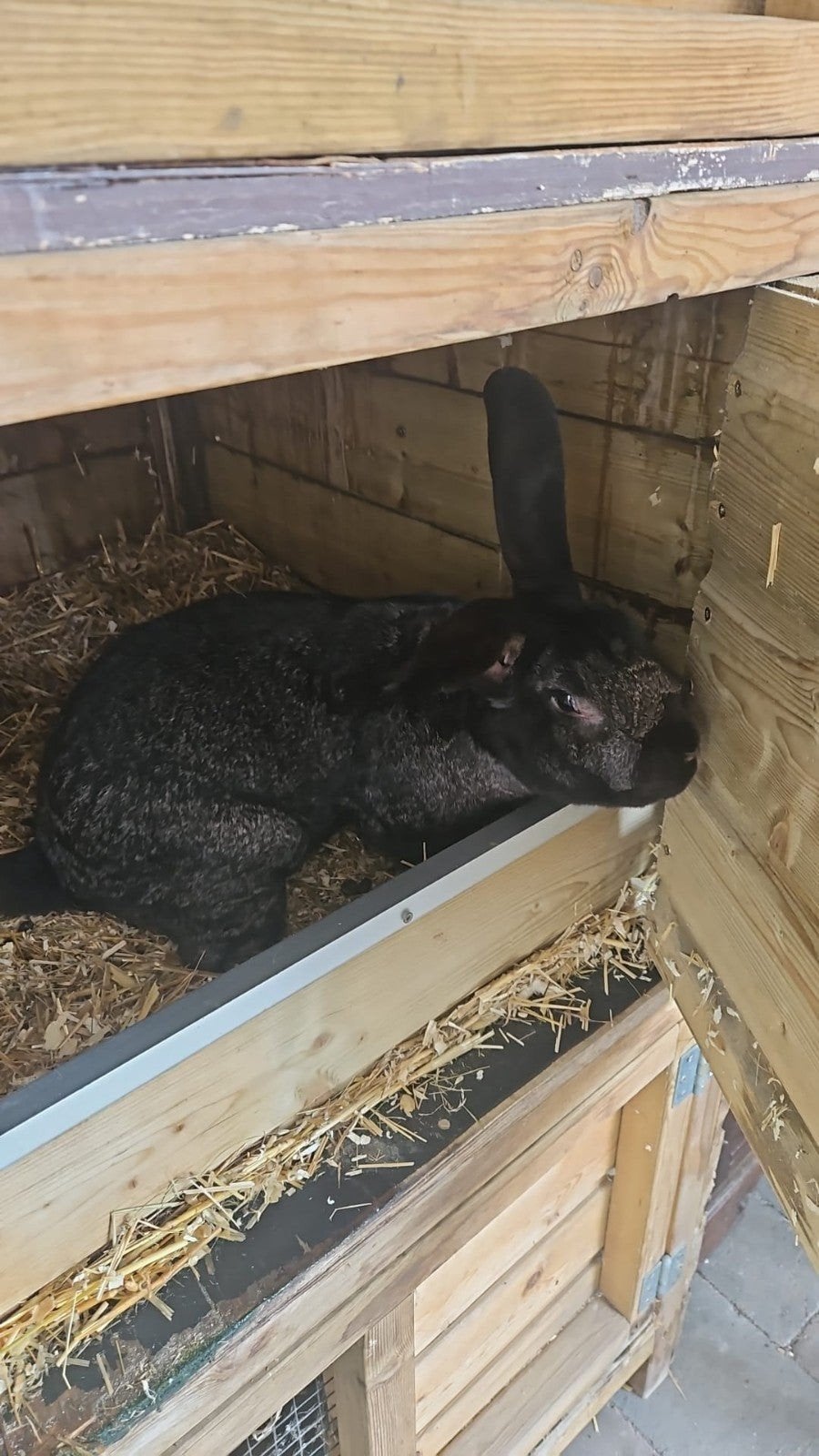 te koop, Dieren en Toebehoren, Konijnen