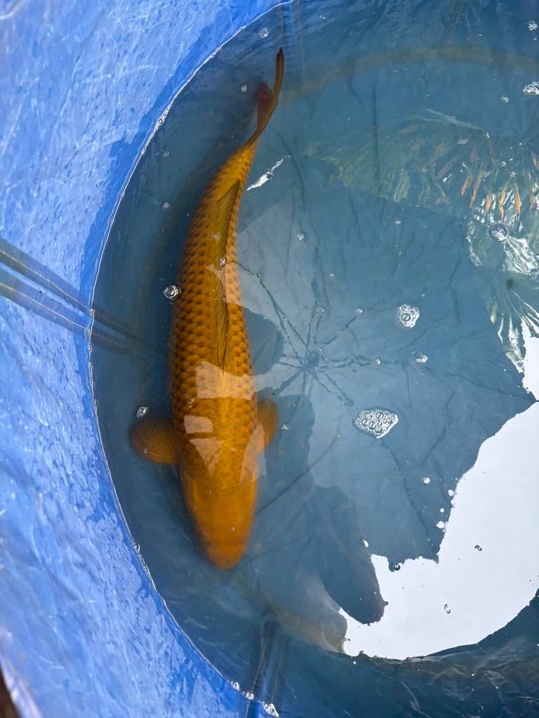 Japanse Chagoi van ongeveer 65cm te koop, Dieren en Toebehoren, Vissen | Vijvervissen, Karper of Koi