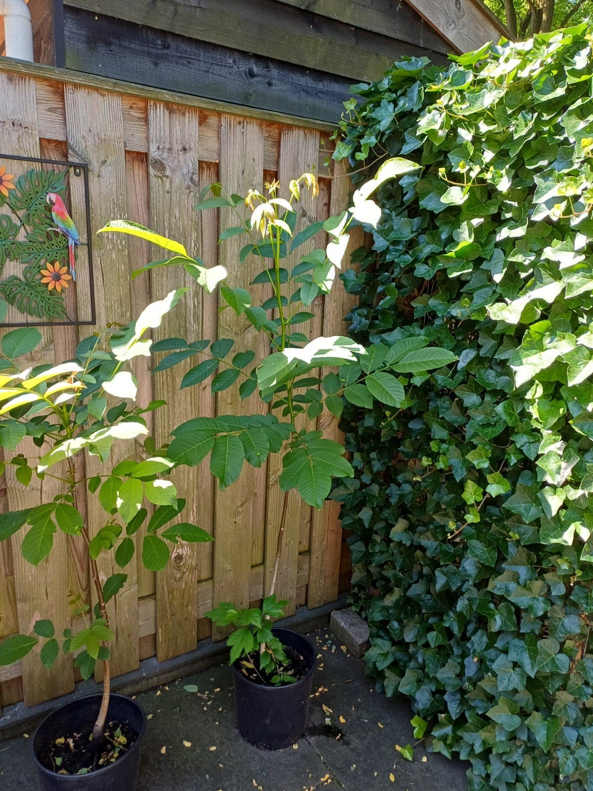 Walnoten boom 3 stuks 1.70 hoog in pot, Overige soorten, Minder dan 100 cm, Ophalen, Volle zon