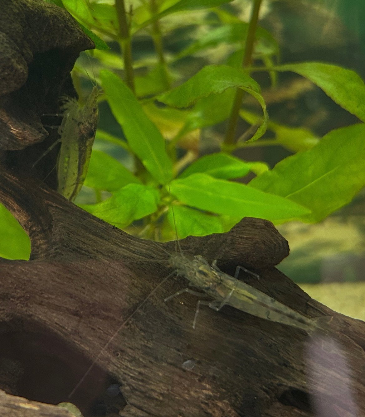 Japonica garnalen 2x en baby vuurgarnaaltjes, Kreeft, Krab of Garnaal