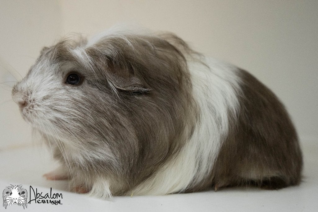 Choco zilvervos witte coronet cavia, Dieren en Toebehoren, Cavia, Mannelijk, Mei, Tam