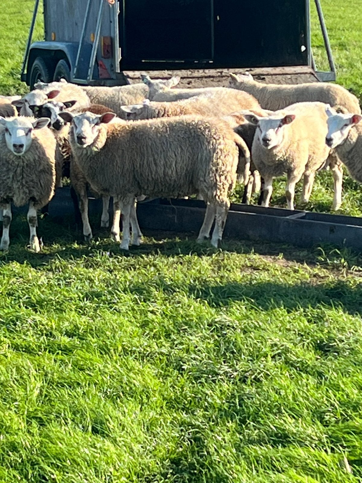 Koppel mooie lammeren, Meerdere dieren, Schaap