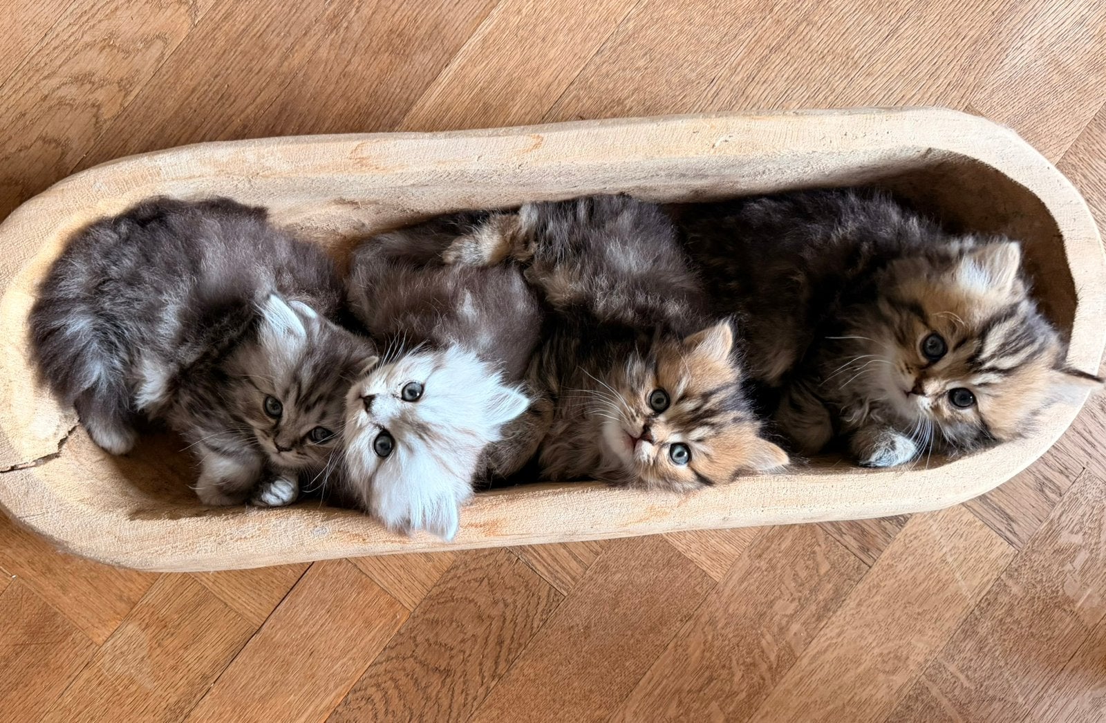 4 mooie britse langhaar kittens te koop, Dieren en Toebehoren, Meerdere dieren, Ontwormd, 0 tot 2 jaar