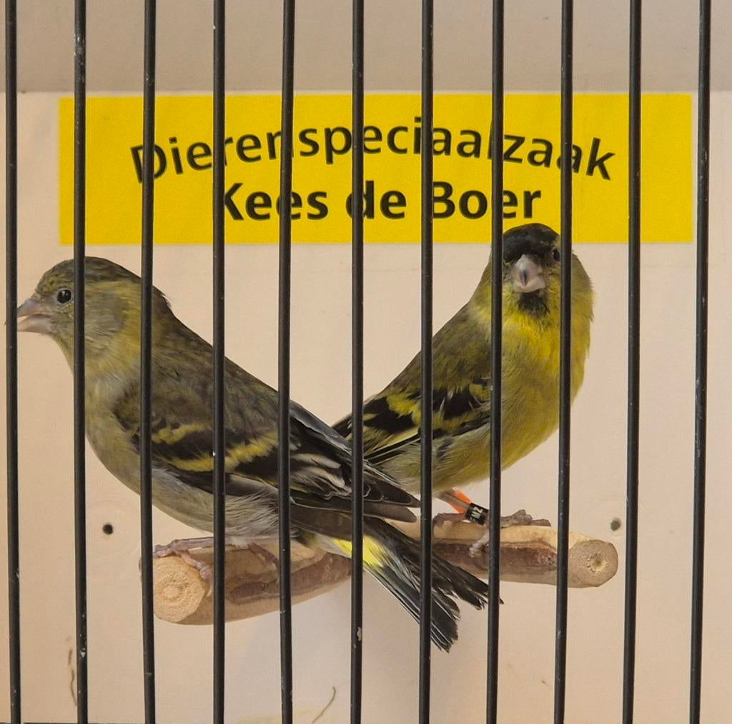 Koppel Amerikaanse baardsijzen, Meerdere dieren, Geringd