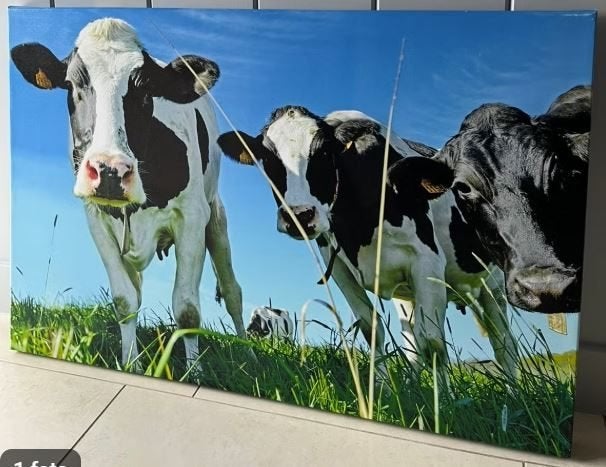 Canvas natuur koeien landschap tuin overkapping, Ophalen, Zo goed als nieuw