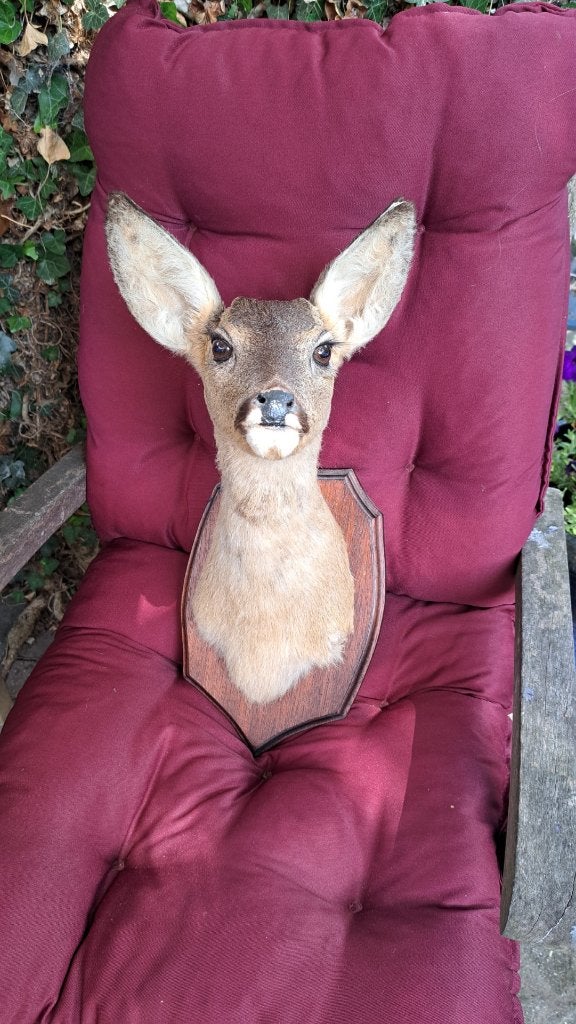 opgezette kop reegeit taxidermie preparaat, Verzamelen, Dierenverzamelingen, Ophalen of Verzenden, Zo goed als nieuw, Hert, Opgezet dier