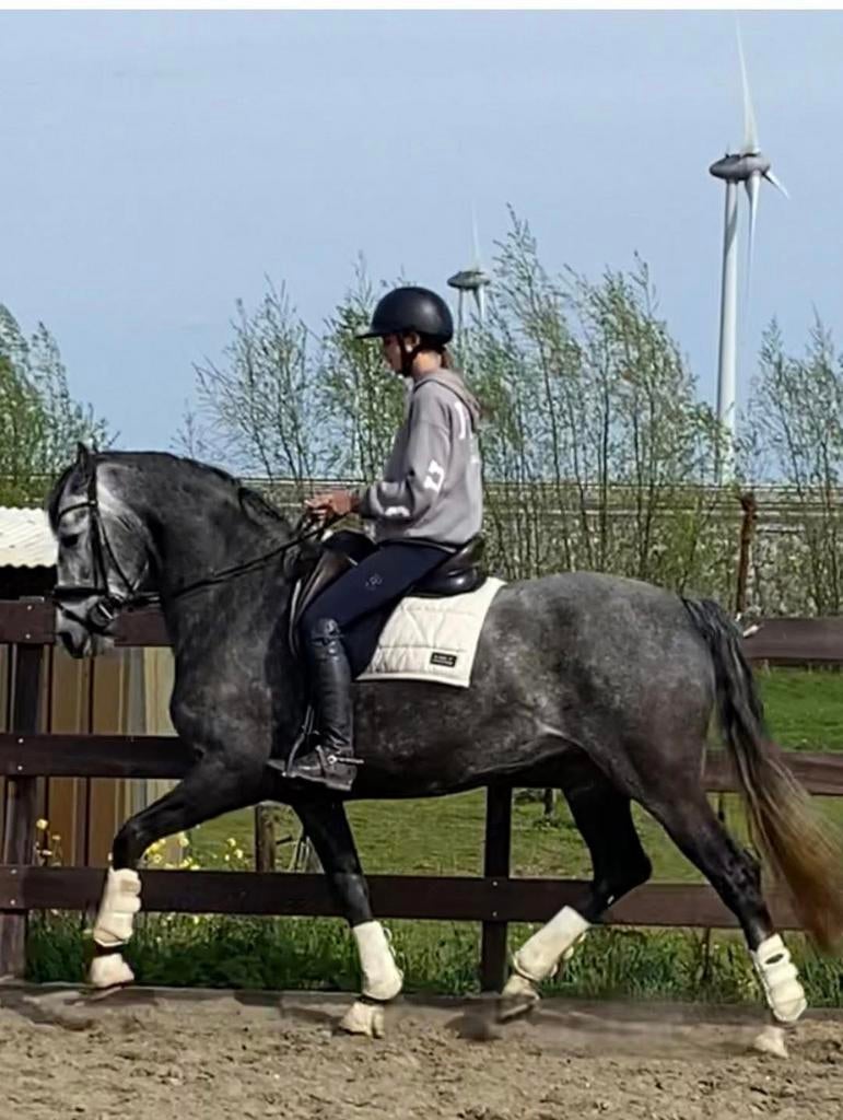 Schitterende 6 jarige PRE APTA merrie, Dieren en Toebehoren, Paarden, Merrie, Dressuurpaard