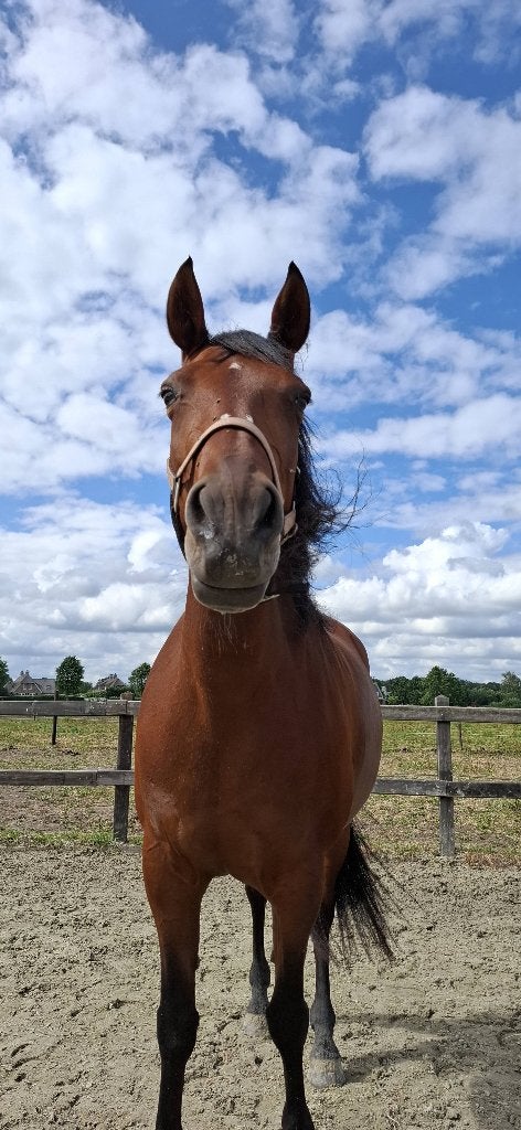 Lease paard, Verzorging of Verzorgpony's