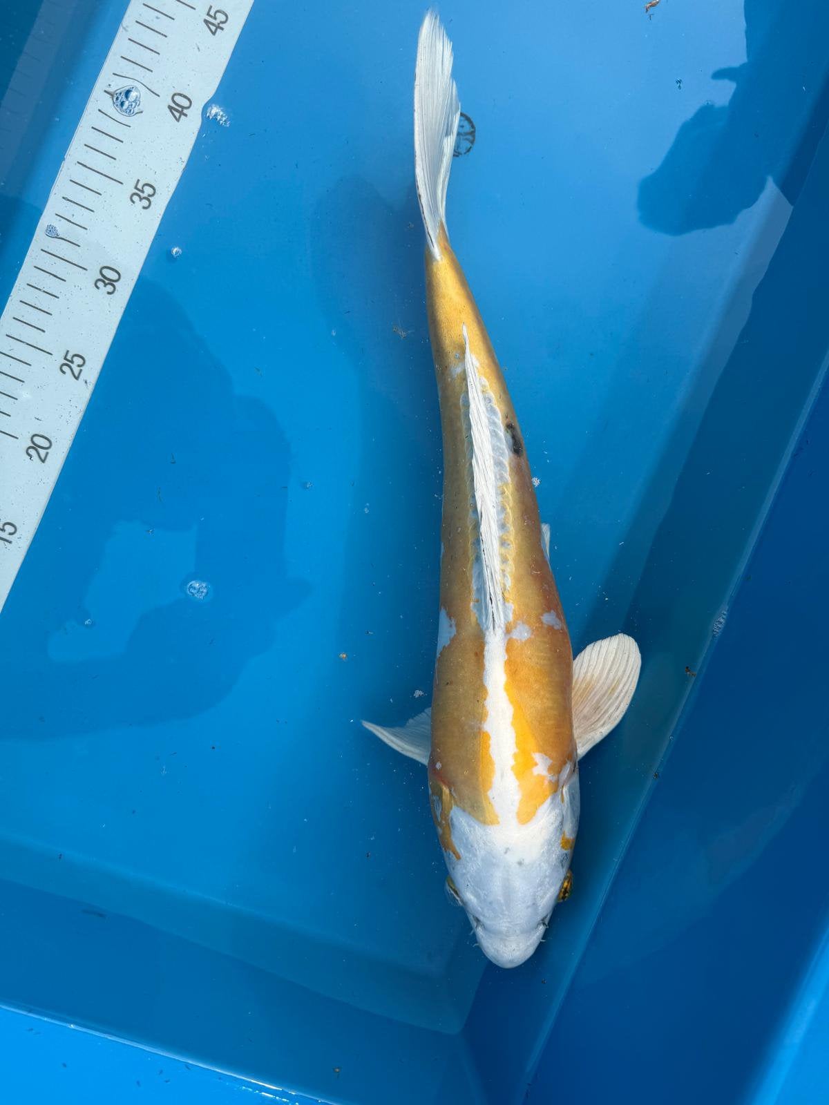 Prachtige doitsu Hariwake, Karper of Koi