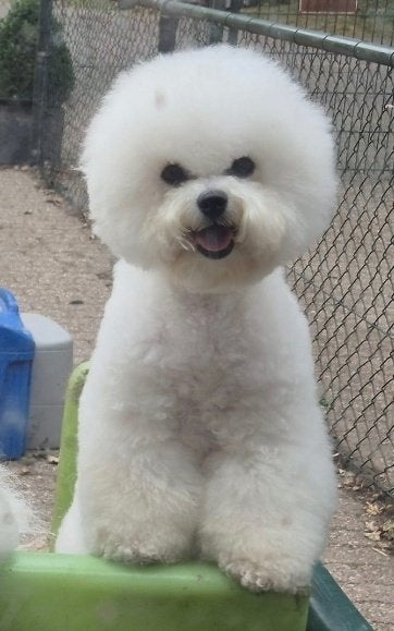 # Prachtige Bichon Frisé #, Nederland, Overige rassen, 1 tot 2 jaar, Teef