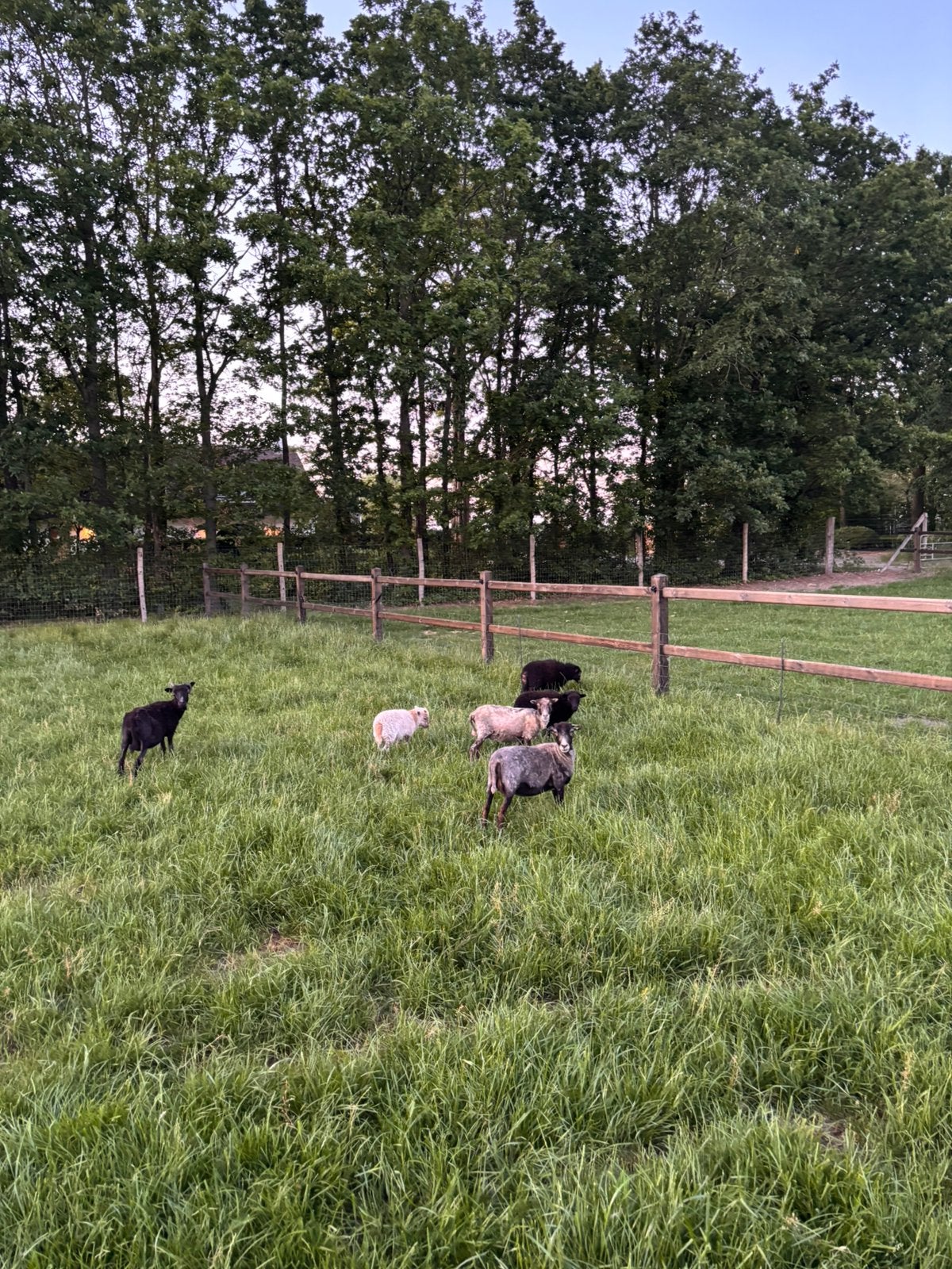 Ouessant schapen, Dieren en Toebehoren, Meerdere dieren, Schaap