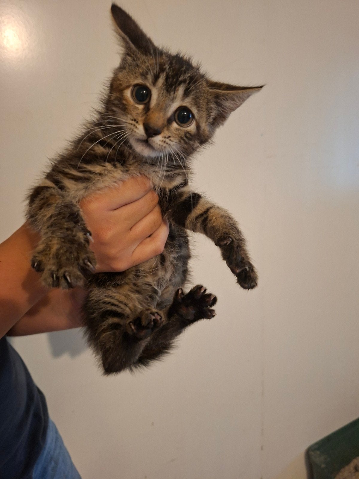 Kittens, Dieren en Toebehoren, Meerdere dieren, 0 tot 2 jaar