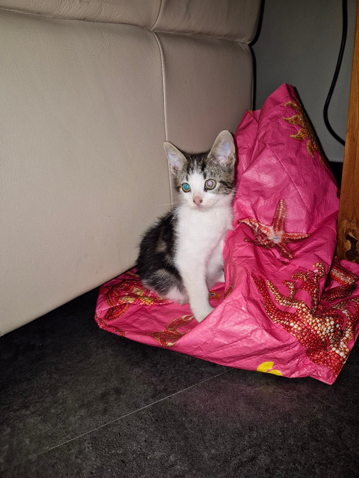 te koop lieve speelse kitten, Dieren en Toebehoren, Kater