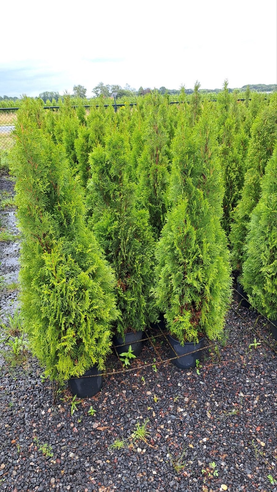 Levensboom (Thuja) smaragd - Groenblijvende Conifeer, Volle zon, Vaste plant, Bloeit niet, Ophalen