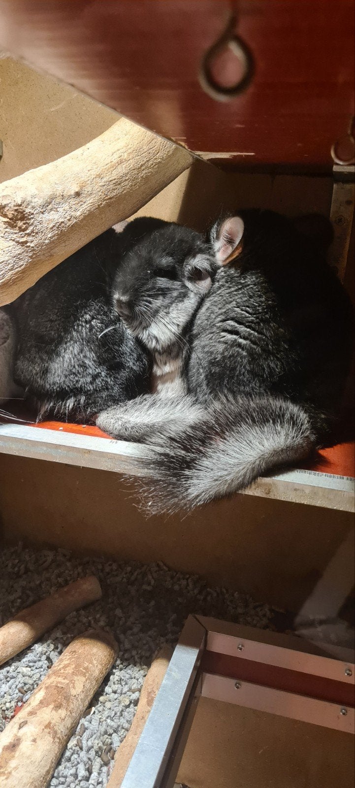 4 chinchilla vrouwtjes, December, Vrouwelijk, Chinchilla
