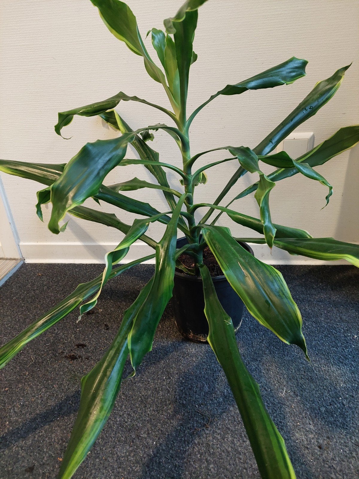 Dracena, Ophalen, Volledige schaduw, Minder dan 100 cm