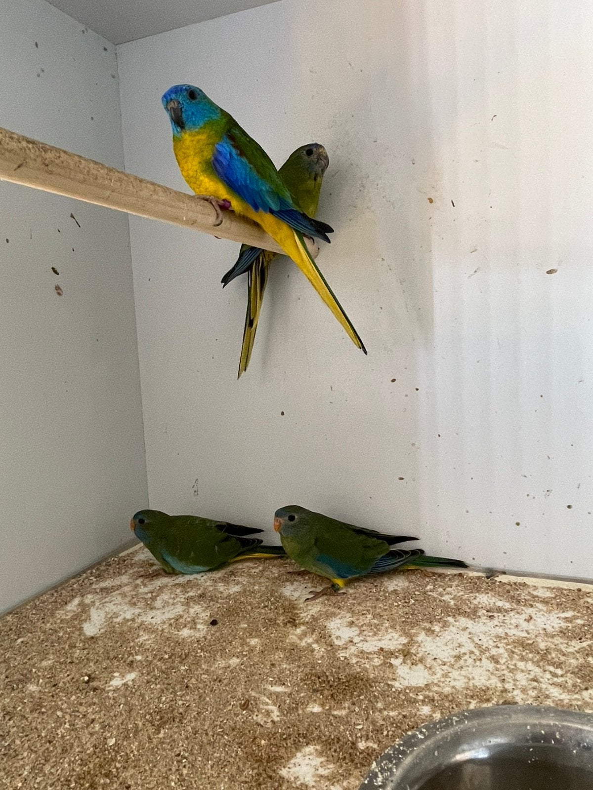 Poppen turquasine’s., Dieren en Toebehoren, Vogels | Parkieten en Papegaaien, Vrouwelijk, Parkiet