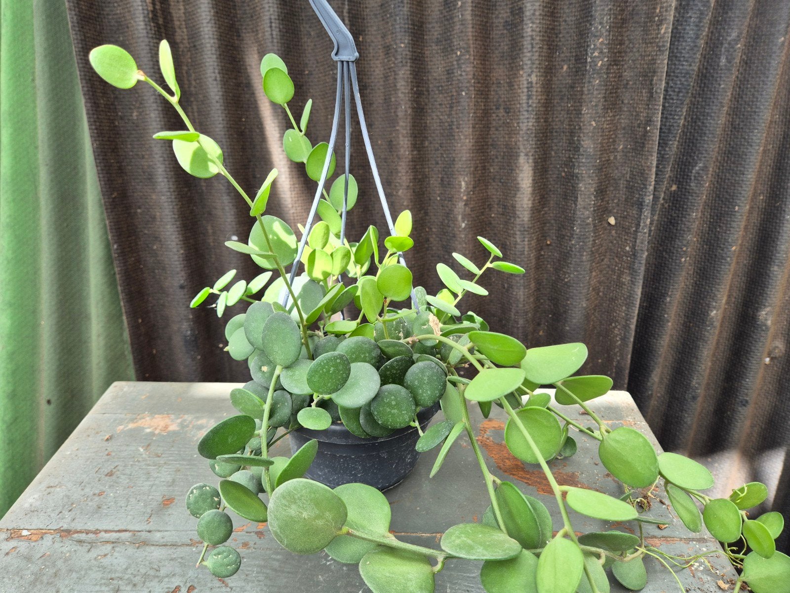 Xerosicyos Danguyi Dollarplant p14 (7), Ophalen of Verzenden, Halfschaduw, Minder dan 100 cm