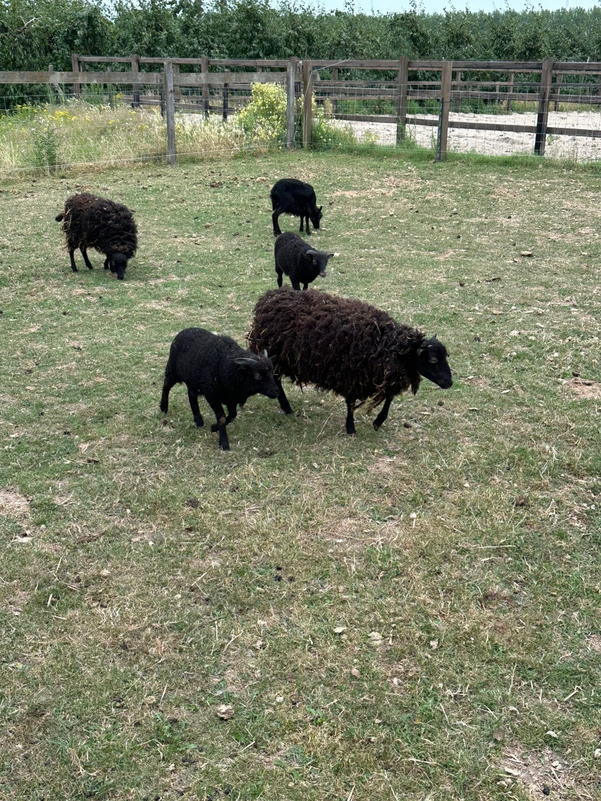 Spannetjes Qusantjes, Dieren en Toebehoren, Vrouwelijk, Schaap